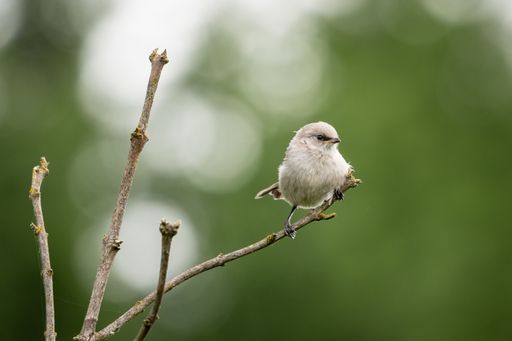 A closeup shot of a small white bird sitting on a tree branch with blurred background