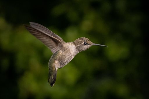 A closeup shot of a Hummingbird flying with blurred background