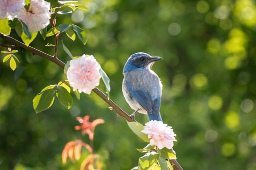 A closeup shot of a California scrub jay bird sitting on a branch with flowers