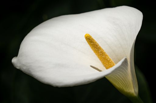 A closeup shot of a white calla lily on a black background