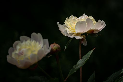 A closeup shot of beautiful white peonies