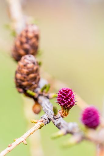 A selective focus shot of purple young pine cones on a branch