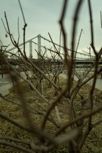 A vertical shot of a beautiful park with dry trees against the bridge