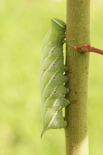 Natural close-up on the large bright green caterpillar of Eyed Hawk-moth, Smerinthus ocellatus, on Salix , Willow