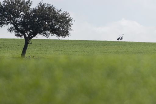 An idyllic image of a tranquil countryside landscape featuring two grazing animals in the foreground