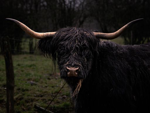 A portrait of a buffalo on a farm field during the rain with a blurry background