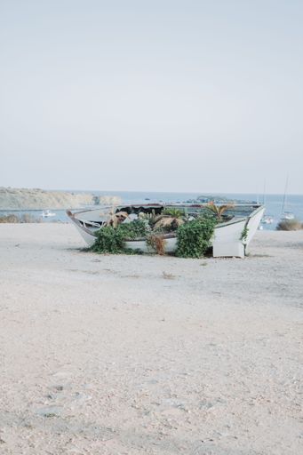 A vertical shot of an old abandoned boat on the sandy beach with different plants grown in it