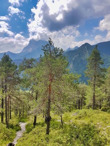 A vertical high angle shot of a forest under the cloudy sky with mountains in the background