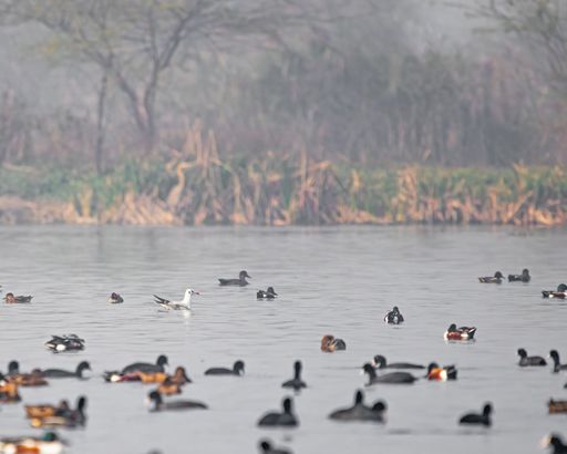A tranquil scene featuring a large flock of ducks peacefully gliding across a lake
