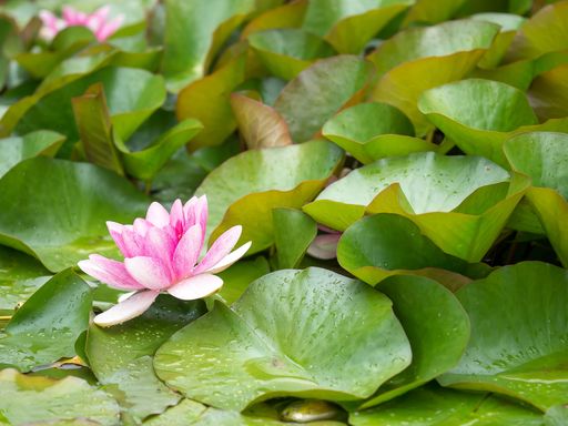 A close-up shot of a beautiful water lily on green leaves with drops