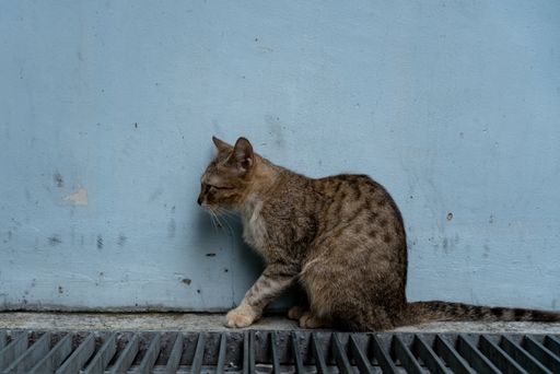 Side view of cat looking away. Horizontal shot