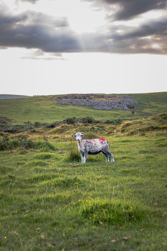 A lone sheep on Bodmin Moorland in Cornwall, UK.