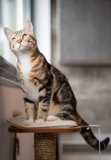 Vertical shot of cute cat sitting on furniture looking curiously the outside the window.