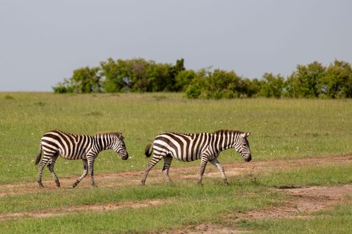 A scenic view of two zebras walking in a field against green trees on a cloudy day