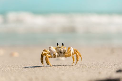 A closeup shot of a yellow crab on the beach in sunny weather on a blurred background