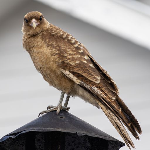 A closeup shot of a Common kestrel perched on a black metal pole with a blurred background