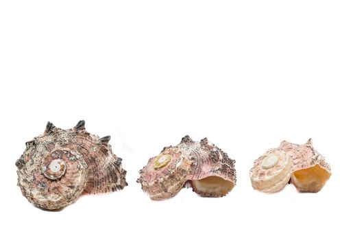 Three seashells isolated on a white background