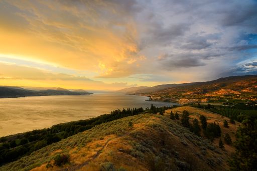 A landscape view of Okanagan Lake and Naramata Bench vineyards at sunset