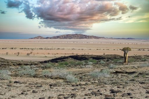 A quiver see in the savannah in Namibia, African landscape
