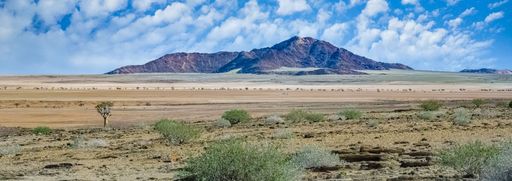 A quiver see in the savannah in Namibia, African landscape