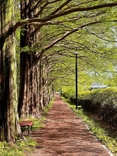 A vertical shot of a narrow walkway in a park on a sunny day