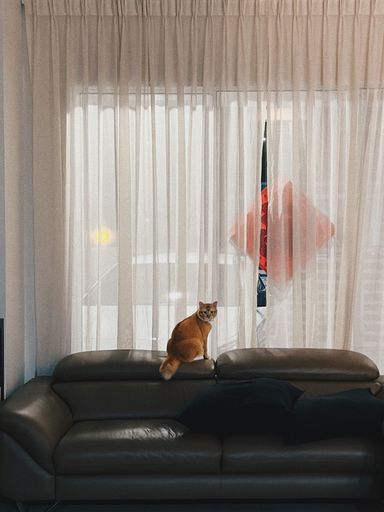 A vertical shot of the golden cat sitting on the couch near the window