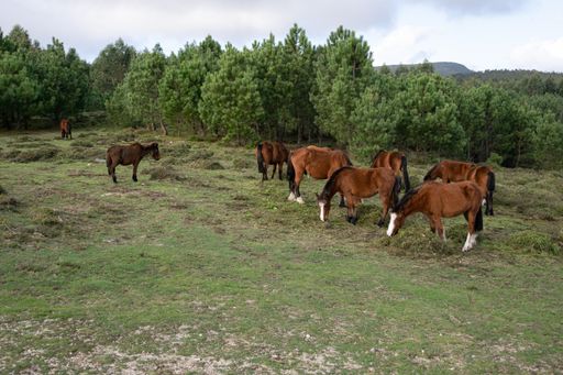 A beautiful view of brown horses grazing in the meadow