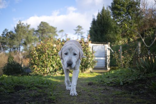 A closeup shot of an old labrador dog