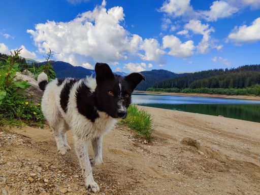 A closeup of a Border Collie walking on the bank of the river on a sunny day