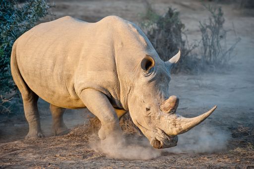 A big white rhinoceros in the field at sunset