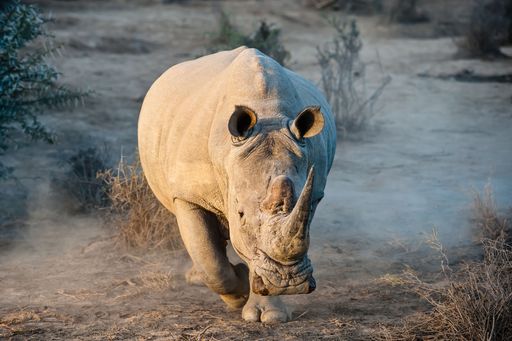 A big white rhinoceros in the field