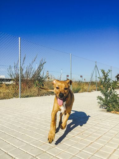 A selective focus shot of a running American Staffordshire terrier dog