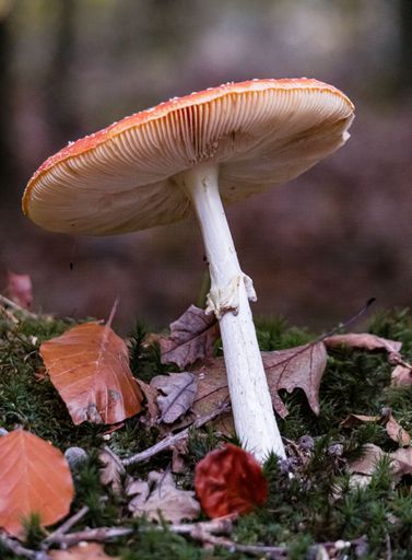 A vertical closeup shot of a brown fungus surrounded by dry leaves on a forest floor