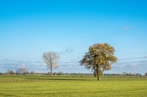 A beautiful shot of a grassy field with trees and a blue sky in the background
