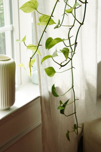 Green plants give a fresh look in the house. The hanging planter and the vases are perfect decorations too.