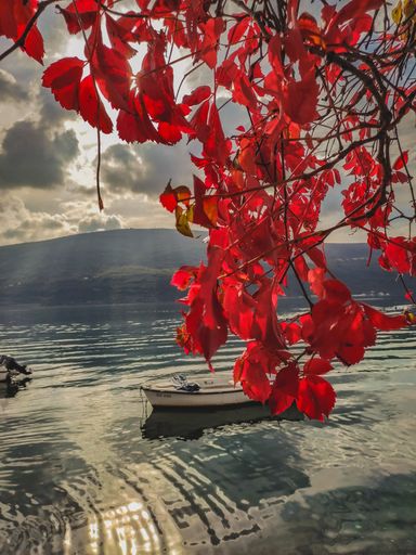 A vertical shot of red tree leaves over a background of a boat sailing on a sea