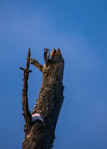 A vertical shot of a woodpecker perched on a damaged wooden tree in blue sky background
