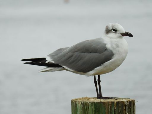 A seagull bird overlooking water on a wood post