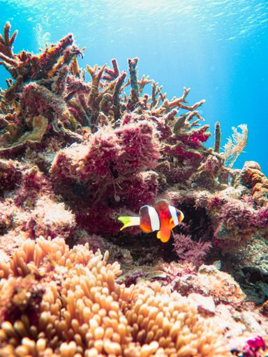 A vertical shot of a clownfish swimming near coral underwater