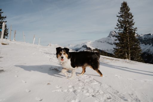 A beautiful Australian Shepherd dog on a snow-covered hill