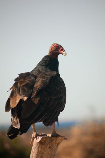 An image of a Turkey vulture standing on the wood in the blur background