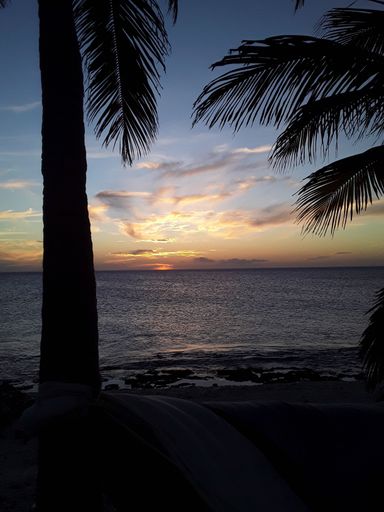 A vertical shot of a beautiful bright sunset sky over a blue sea with a nearby palm tree silhouette