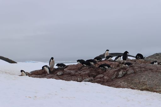 A landscape shot of a penguin colony walking in the snow under the white sky