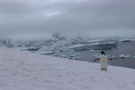 A shot of a penguin running in the snow in the beautiful Antarctican landscape under the white sky