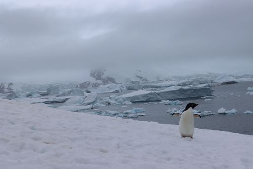 A shot of a penguin running in the snow in the beautiful Antarctican landscape under the white sky