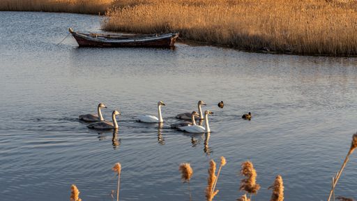 A flock of beautiful swans swimming in the lake in Shandong China on a sunny day