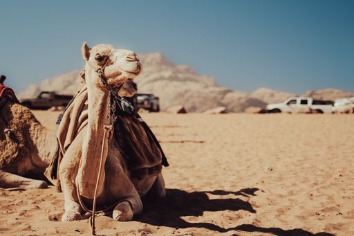 A camel lying in the desert on a sunny day in summer,  Wadi Rum desert in Jordan