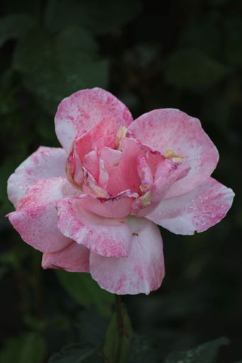 A close-up shot of a pink Japanese camellia flower on a soft blurry background