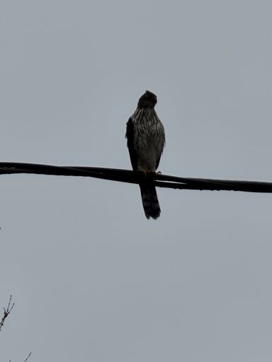 A vertical shot of a hawk-accipitrinae (Buteo) resting on the wire against the gloomy sky