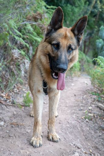 A vertical shot of a German shepherd walking  down a scenic trail surrounded by lush green trees